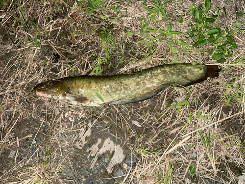 ナマズの釣果