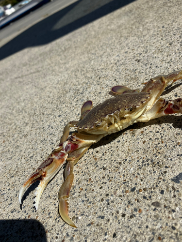 ヒラツメガニの釣果