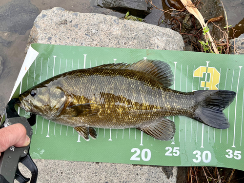 スモールマウスバスの釣果