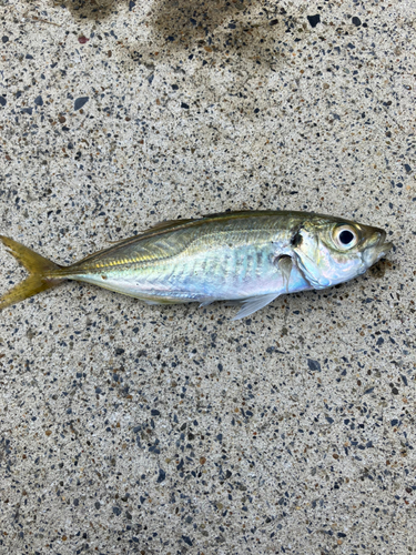 マアジの釣果