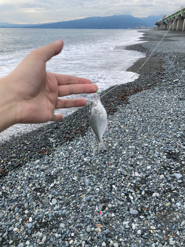 マルコバンの釣果