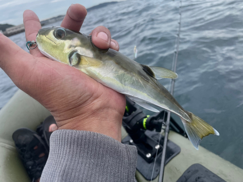 シロサバフグの釣果