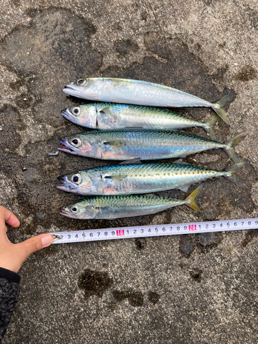 サバの釣果