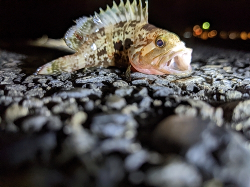 マハタの釣果