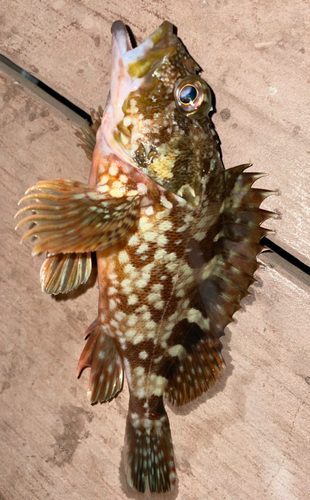 カサゴの釣果