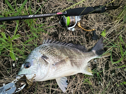 キビレの釣果