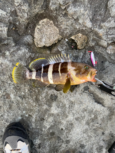 アオハタの釣果