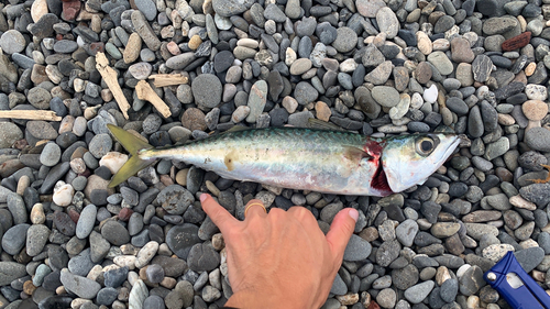 サバの釣果