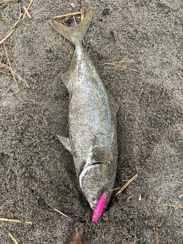 イナダの釣果