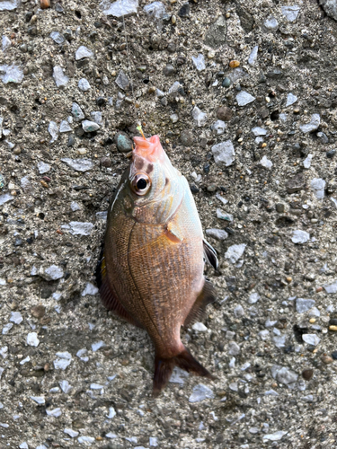 ウミタナゴの釣果