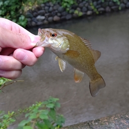 スモールマウスバス