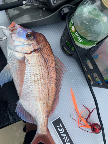 ハナダイの釣果