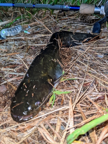 ナマズの釣果