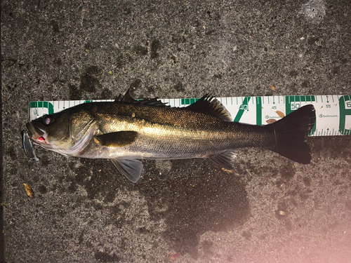 シーバスの釣果