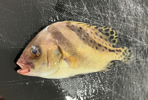 コショウダイの釣果