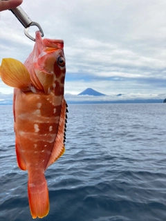 アカハタの釣果