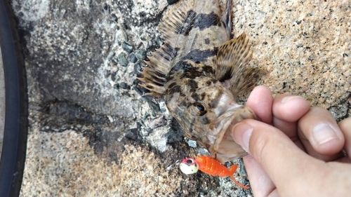 タケノコメバルの釣果