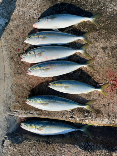 イナダの釣果