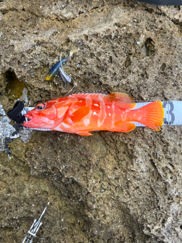 アカハタの釣果