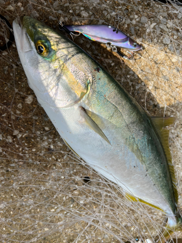 ハマチの釣果