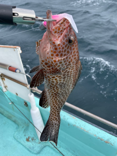 オオモンハタの釣果