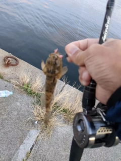 ハゼの釣果