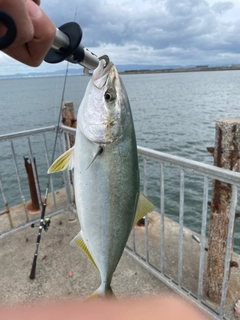 ハマチの釣果