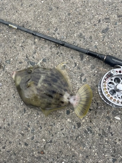 カワハギの釣果