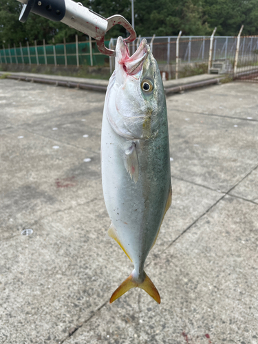 ハマチの釣果