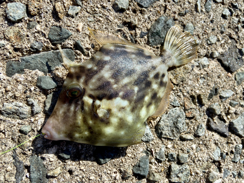 カワハギの釣果