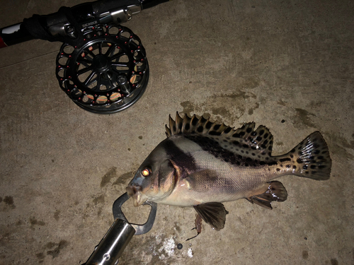 コショウダイの釣果