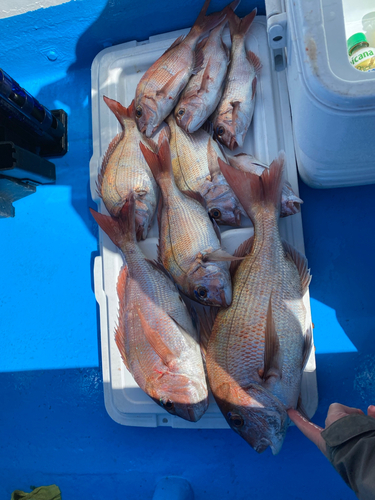 マダイの釣果