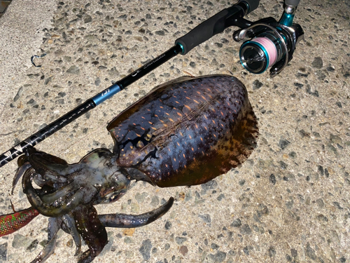 アオリイカの釣果