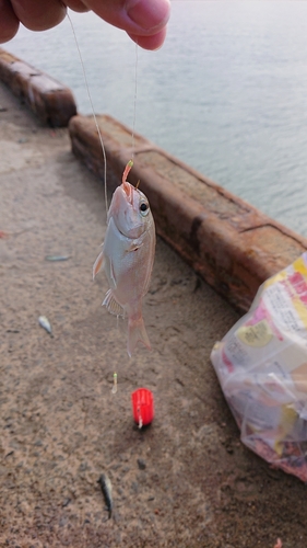 タイの釣果