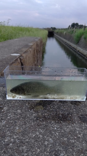 フナの釣果