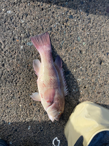 コブダイの釣果