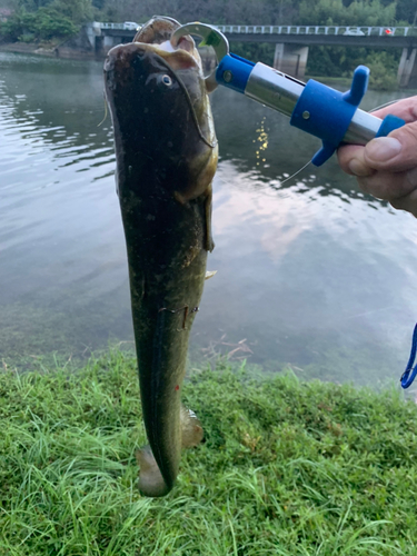 ナマズの釣果