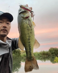 ブラックバスの釣果