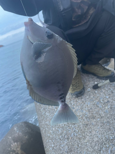 ニザダイの釣果