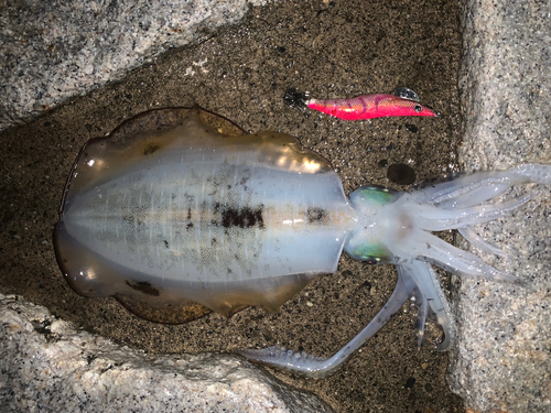 アオリイカの釣果