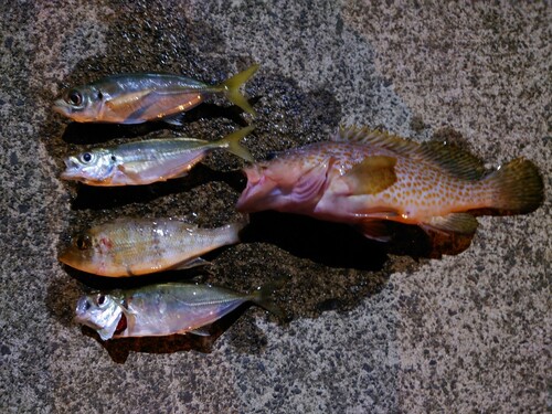 アジの釣果