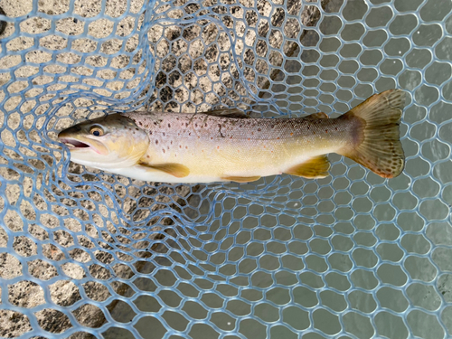 ブラウントラウトの釣果