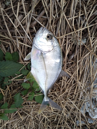 メッキの釣果