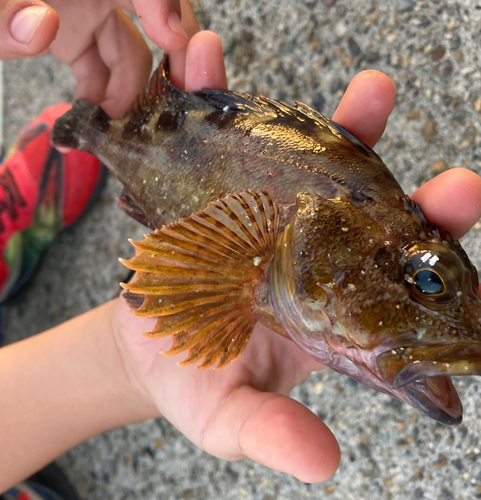 カサゴの釣果