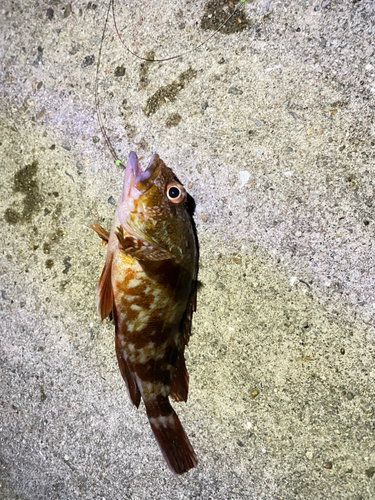 カサゴの釣果