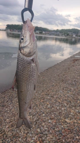 ニゴイの釣果