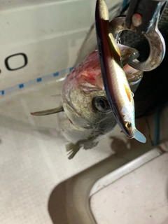 セイゴ（ヒラスズキ）の釣果