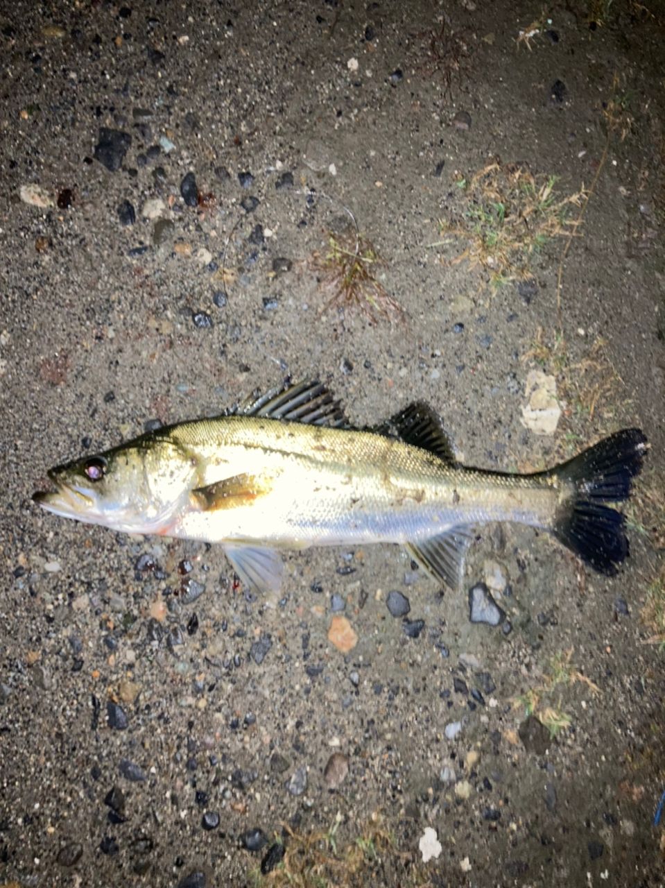 ドネルチキン吉田さんの釣果 1枚目の画像