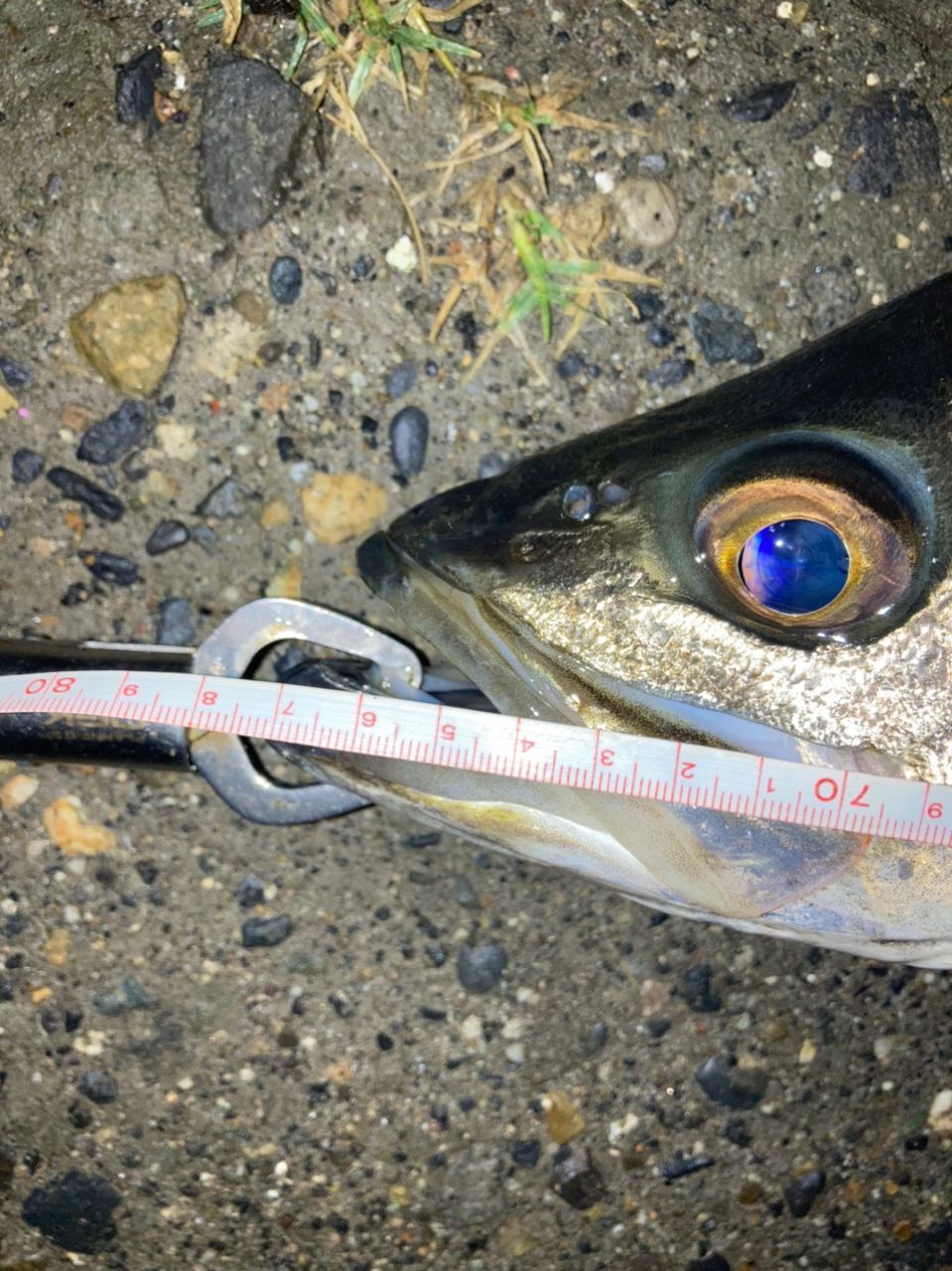 ドネルチキン吉田さんの釣果 3枚目の画像