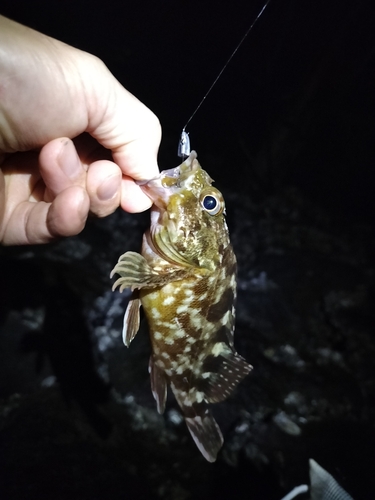 カサゴの釣果